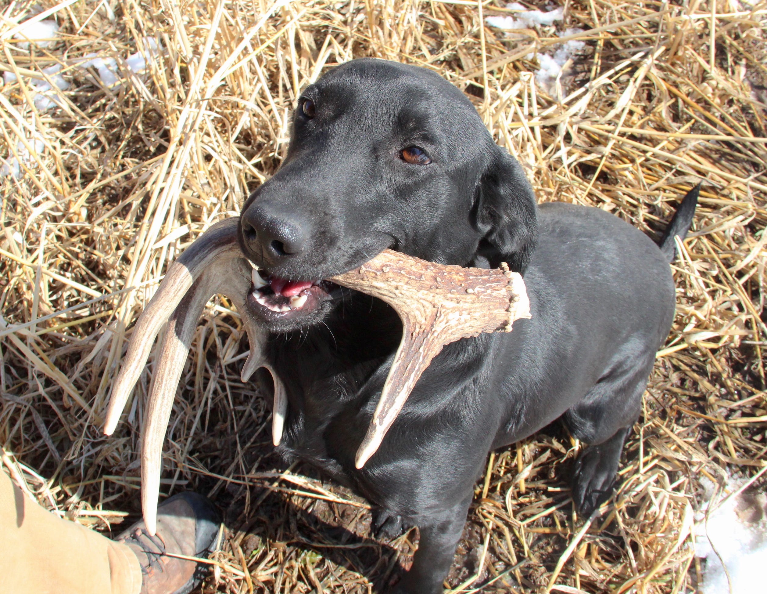 good deer hunting dogs